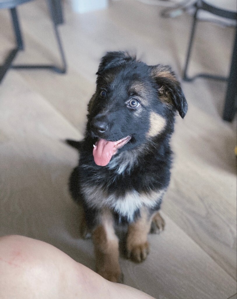 german shepherds for sale gumtree